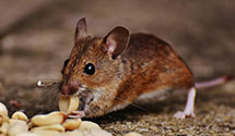 24 Hour & Emergency Exterminators in College Park, MD